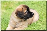 leonberger 075.jpg